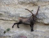 Steinbock0021